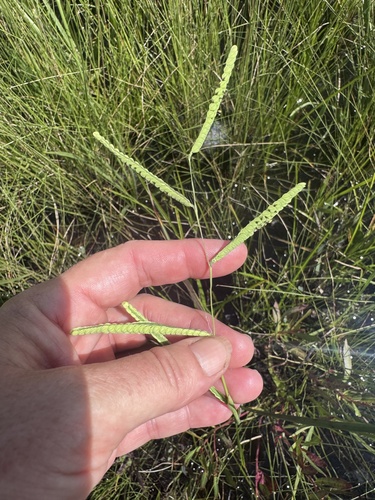 Paspalum praecox, 2025-07-24