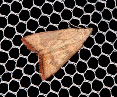 Callionyma sarcodes