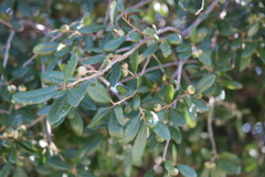Quercus