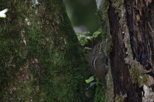 Maritime Striped Squirrel