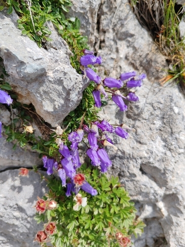Crimped Bellflower (Favratia zoysii)