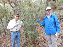 Crataegus reverchonii