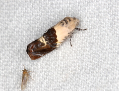 Hypertropha chlaenota