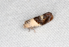 Hypertropha chlaenota