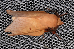 Entometa chlorosacca