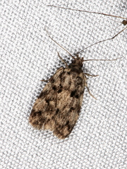 Barea subviridella