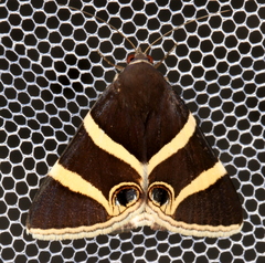 Grammodes ocellata