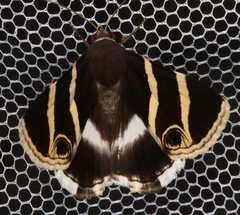 Grammodes ocellata