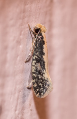 Tinea mandarinella