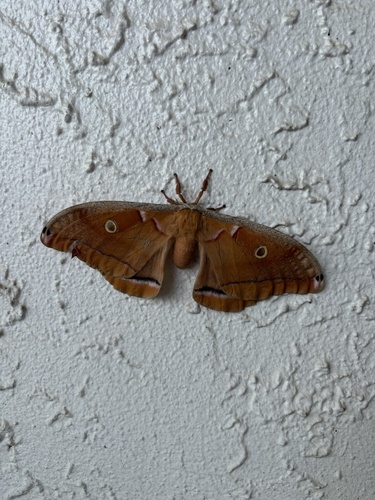 Polyphemus Moth