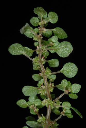 Caribbean clearweed (Pilea herniarioides)