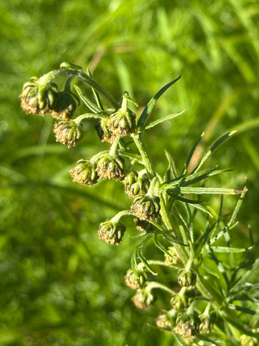 Artemisia sinanensis iNat (1)