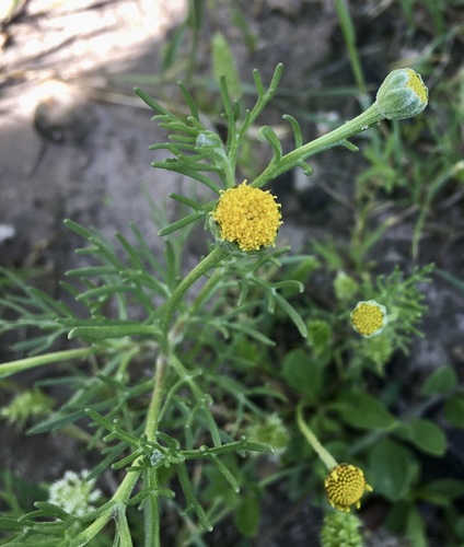 Hymenoxys anthemoides