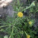 South American Rubberweed - Photo (c) Santiago Mailhos, some rights reserved (CC BY-NC), uploaded by Santiago Mailhos