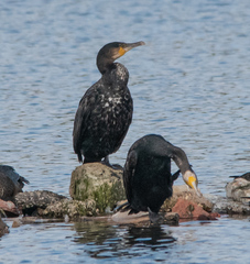 Phalacrocorax carbo