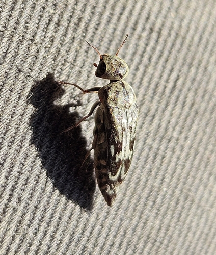 Two-toothed Tumbling Flower Beetle photo 4