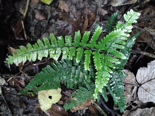 Dryopteris dicksonioides observed 2025-07-21