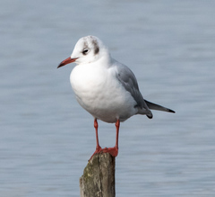 Chroicocephalus ridibundus
