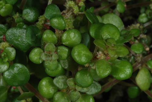 Image of Pilea herniarioides by (c) Douglas Goldman, some rights reserved (CC BY-SA)