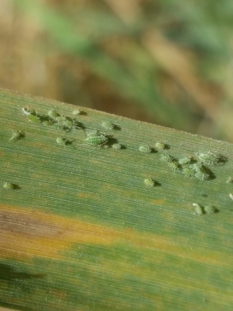 mealy plum aphid