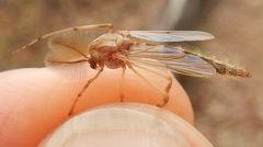 Chironomus crassicaudatus