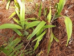Prosthechea michuacana