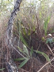 Prosthechea michuacana