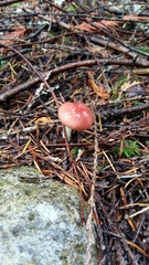 Gomphidius subroseus