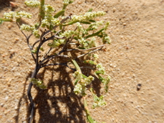 Psammotropha anguina