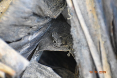 Eleutherodactylus cystignathoides