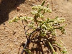 Psammotropha anguina