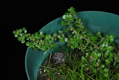 Pilea herniarioides