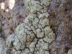 Protoparmeliopsis pinguis