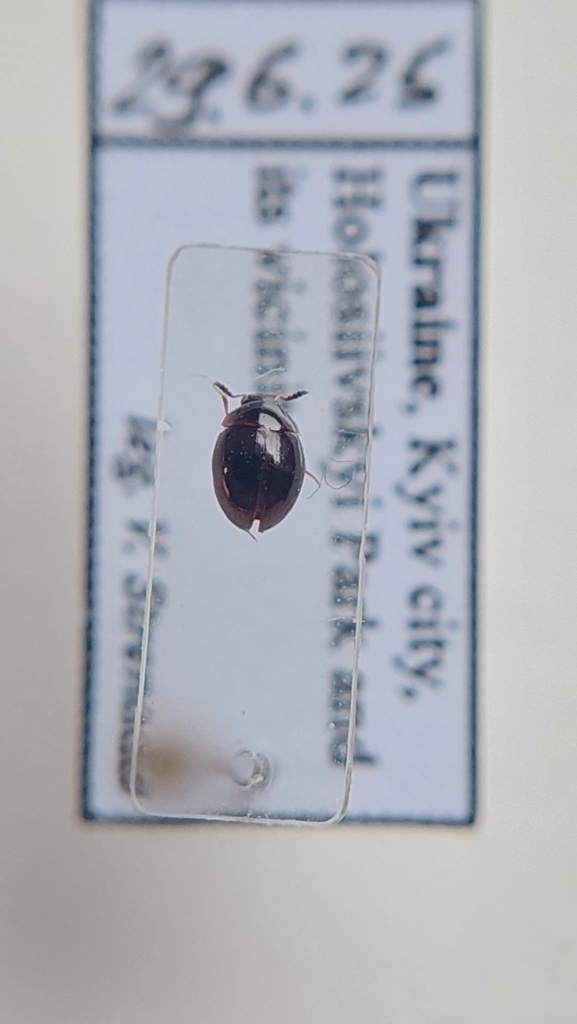 Anisotoma orbicularis