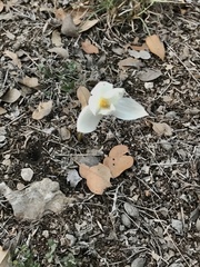Zephyranthes drummondii