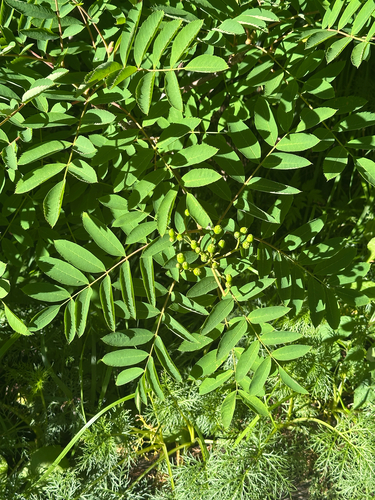 Sorbus matsumurana, photograph 1