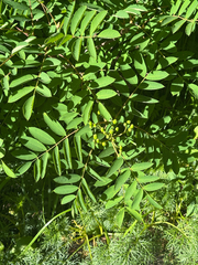 Sorbus matsumurana