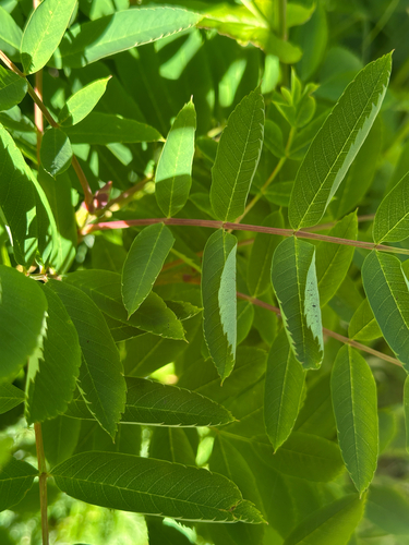 Sorbus matsumurana, photograph 2