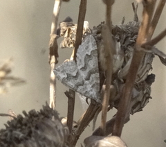 Xanthorhoe defensaria