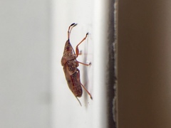 Heteroptera