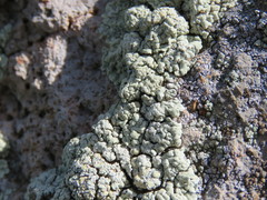 Protoparmeliopsis pinguis