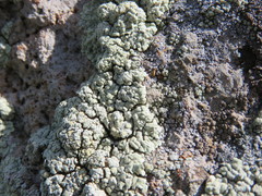 Protoparmeliopsis pinguis