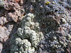 Protoparmeliopsis pinguis