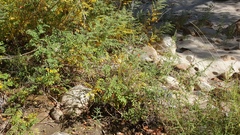 Castilleja minor stenantha