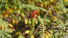 Castilleja minor stenantha