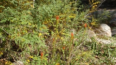 Castilleja minor stenantha