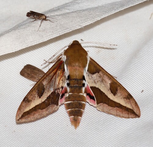 Hyles euphorbiae