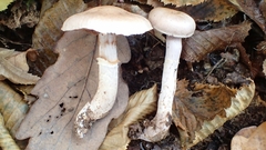 Cortinarius torvus