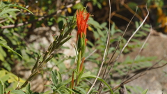 Castilleja minor stenantha