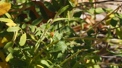 Castilleja minor stenantha